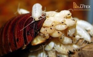 Blog 9 Dedetização de Baratas