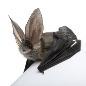 controle de morcegos