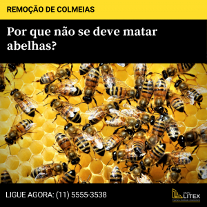 Blog 12 colmeia de abelha