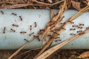 dedetização de formigas